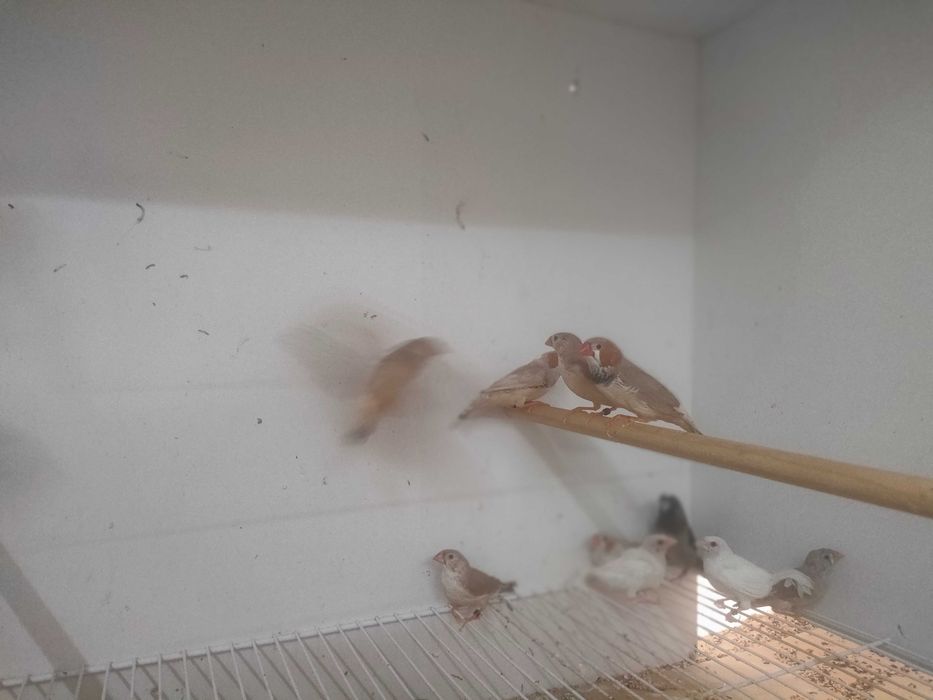 Mandarins e bengalins novos