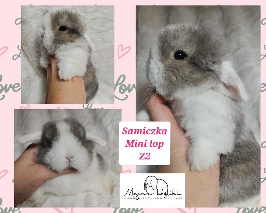 Królik króliczek mini lop hodowla zarejestrowana 910-P