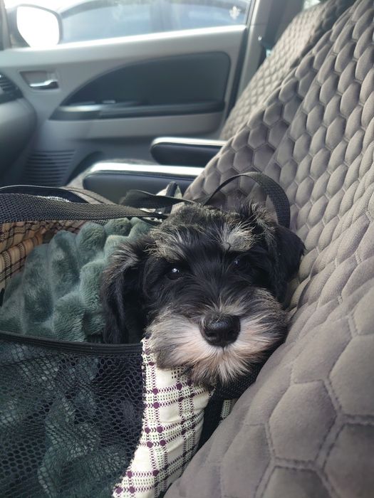 Доставка тварин, Перевезення тварин. Київ. Переїзд. Трансфер