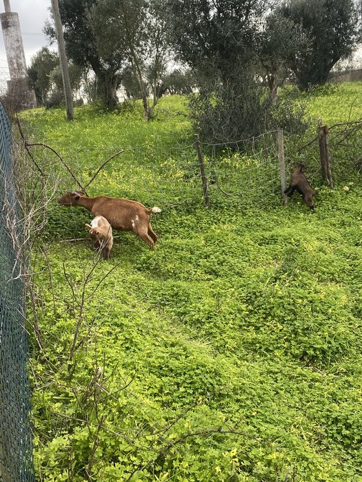 Cabras anãs à venda