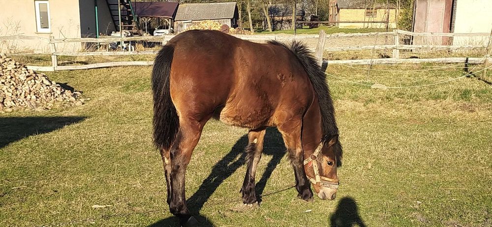 Sprzedam źróbkę, klacz, typ pogrubiony, 8 miesięcy, 6500 zł do negocjacji
