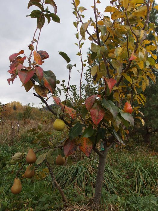 дерево-сад, яблуня, слива на дичці/саджанці/прищепи живці дерев