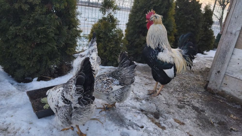 Jaja lęgowe czubatki staropolskie