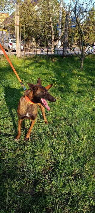 Підрощений хлопчик малінуа бельгійська вівчарка