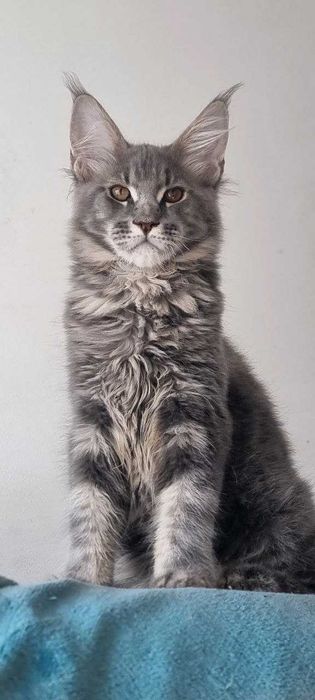 Gatinho Maine Coon