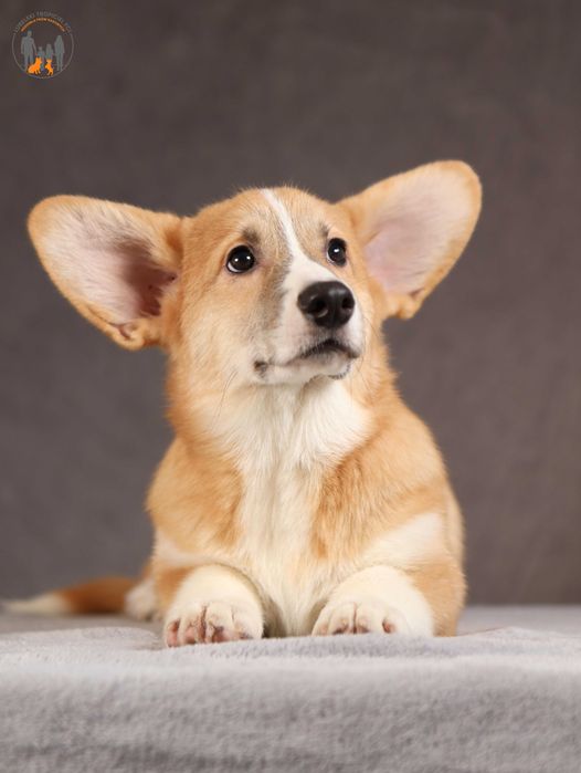 Welsh Corgi Pembroke ZKwP FCI rodzice przebadani na chor. gen.