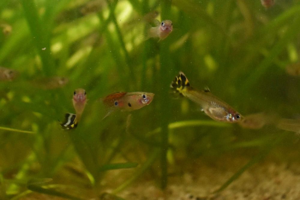 Продам мальків, самочок, самців гуппі. Рибки гуппі, гупі
