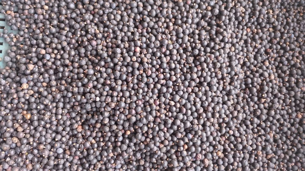 Ягоди ялівцю, плоди можжевельника