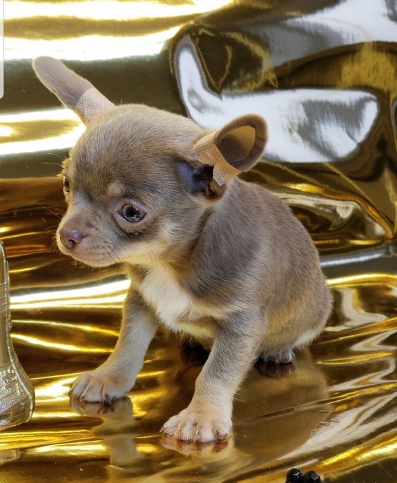 Мальчик мини чихуахуа