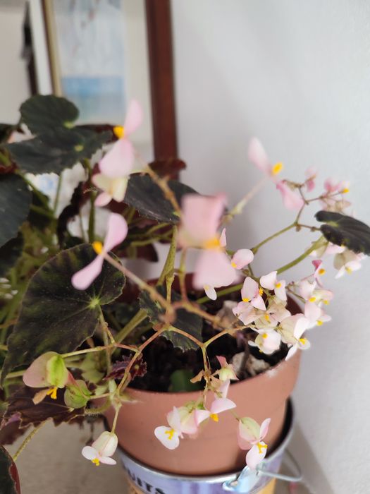 Planta begónia pendente com flor