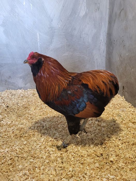 Galo da raça araucana