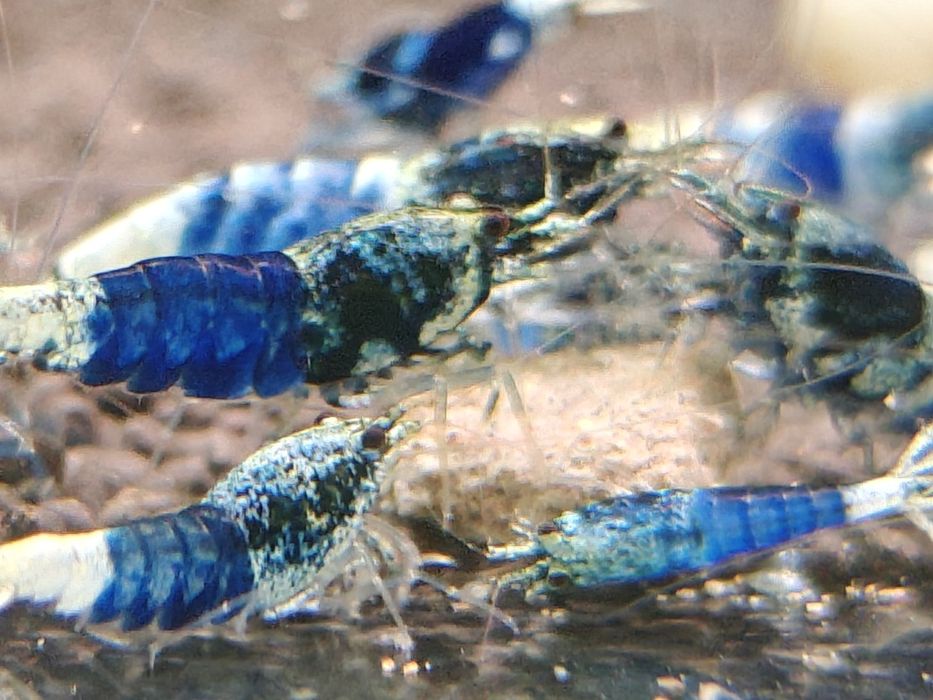 Krewetki Caridina Ocean Blue