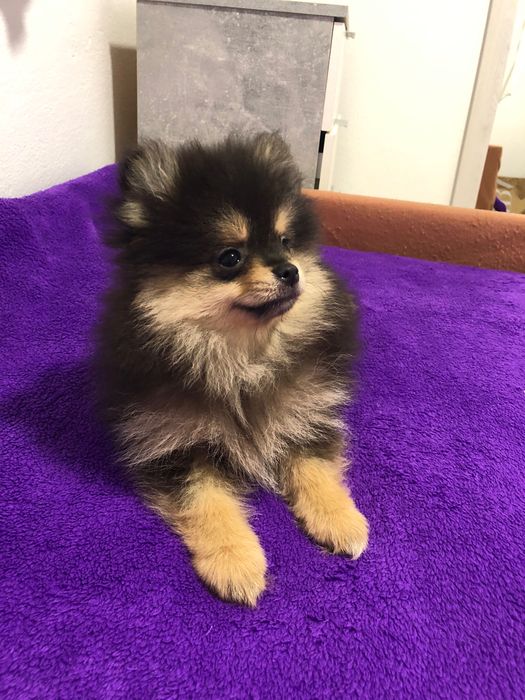 Lulu da Pomerânia Mini Macho