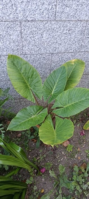 Planta natural exótica
