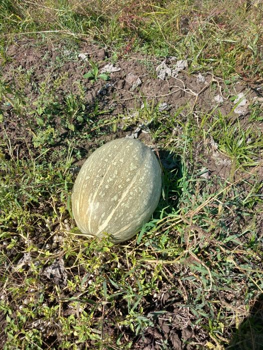 Abóbora menina caseira