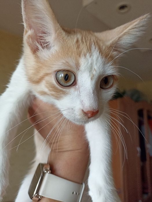 Кошеня  хлопчик - муркотун Лакі шукає родину