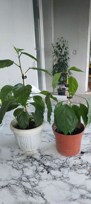 Заміокулькас,  спатіфілум, фікуси, сроманта, гібіскус