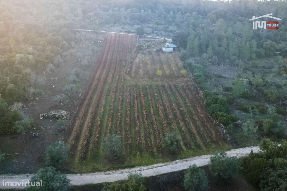 Vinha Para Arrendar Com 1379 Cepas Varias Castas Em Sobral/Bairro O...