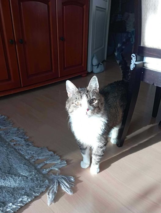 Janek pilnie szuka domu!