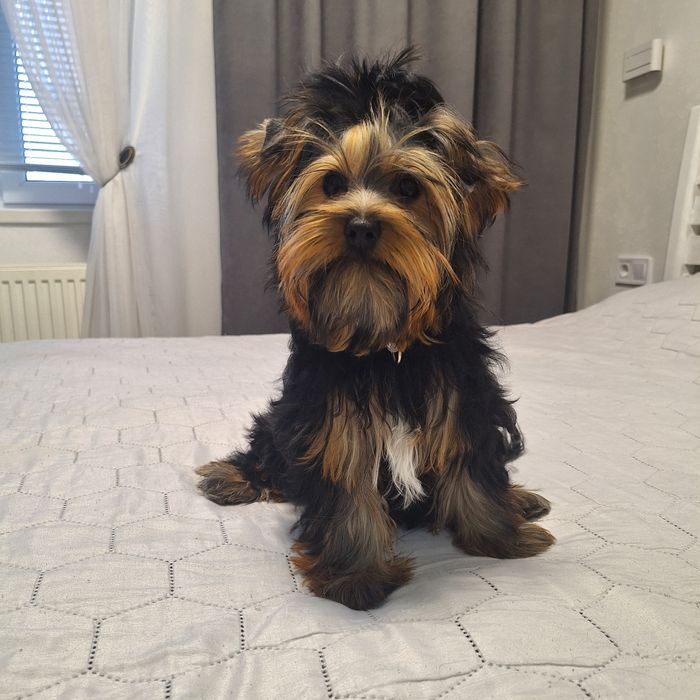 Йорчики малюки. Чикають)