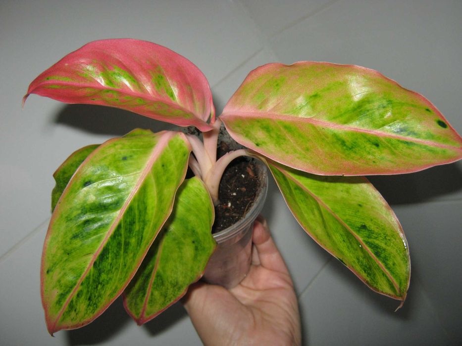 аглаонема 50 сортов комнатные декоративно лиственные цветы