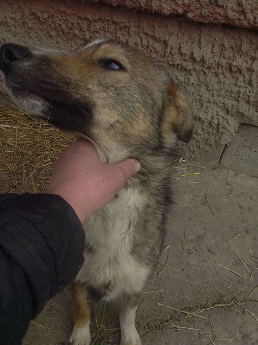 Бобік хлопчик вік 8 місяців гавкучій невеликий