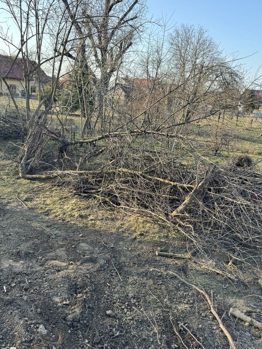 Drewno na opal drzewo