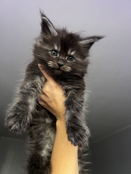 Димний хлопчик мейнкун