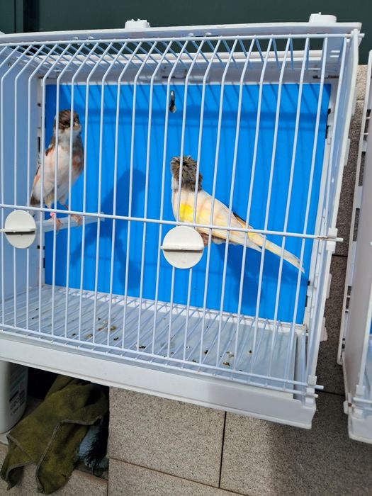 Canários, diversas raças, com qualidade..