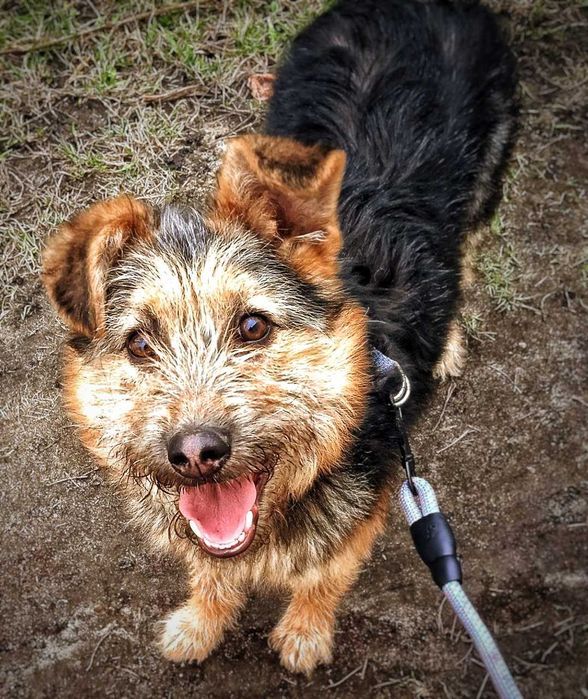 Ищет дом невероятная девочка — метис терьера, ~12 кг счастья