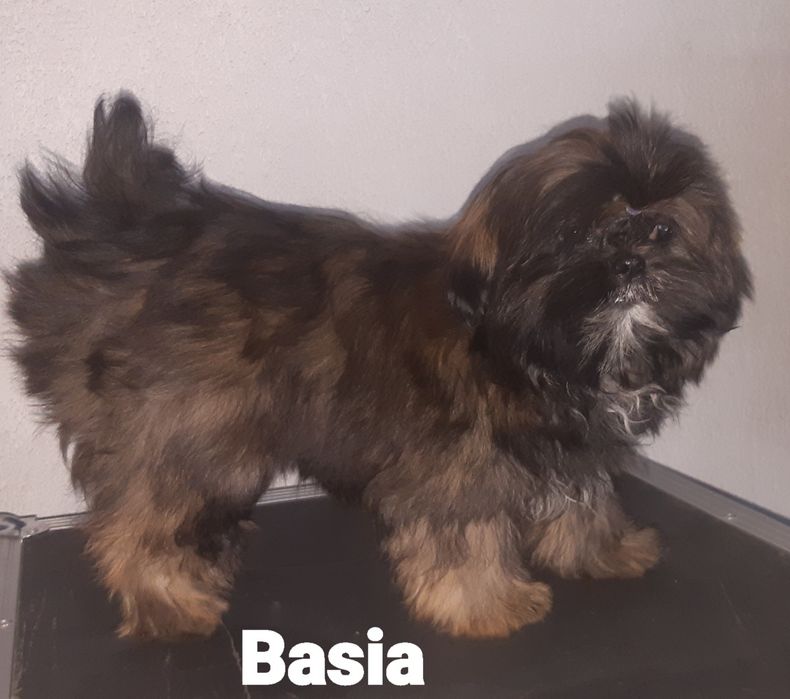 Shih tzu sunia Basia Green House