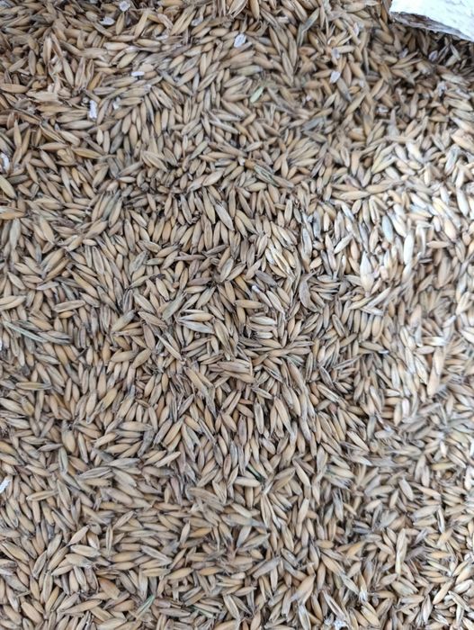 Witam sprzedam  owies