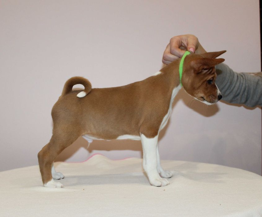 Szczenię Basenji FCI