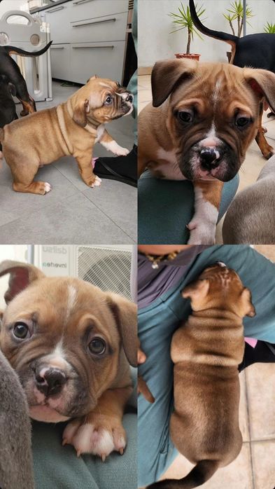 American Bully Pocket
