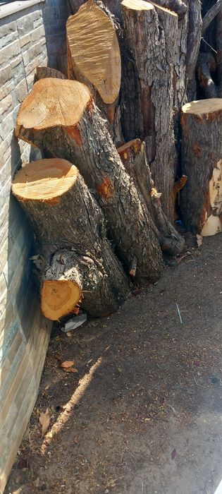 troncos de madeira cedro