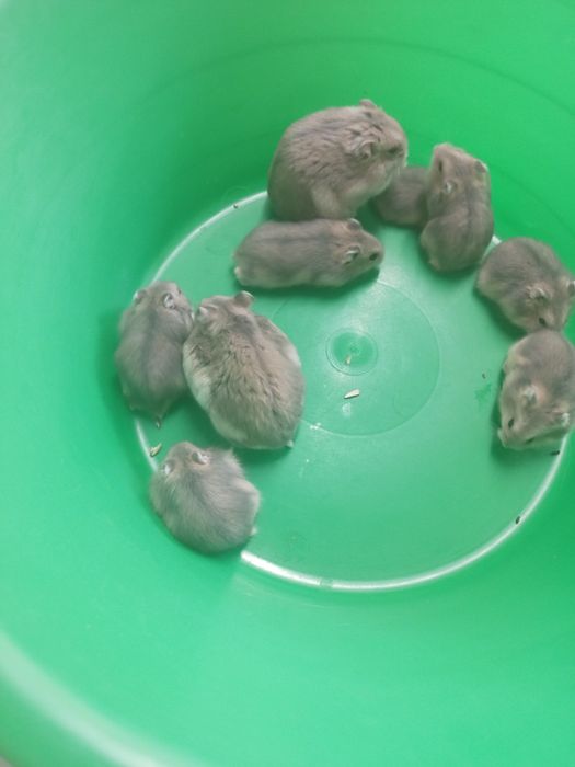 Vendo hamsters novo lar
