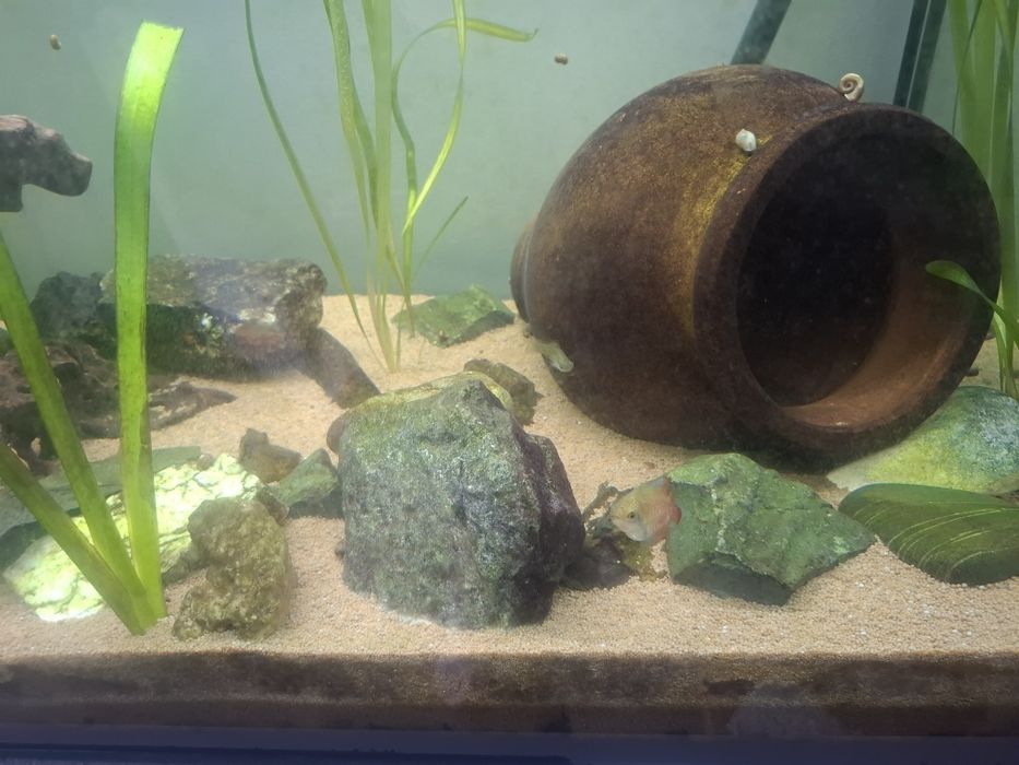 Aquário+móvel+peixe+acessórios