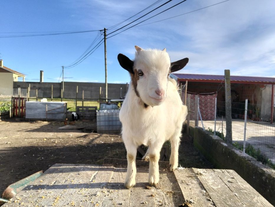 Casal de cabritos anões