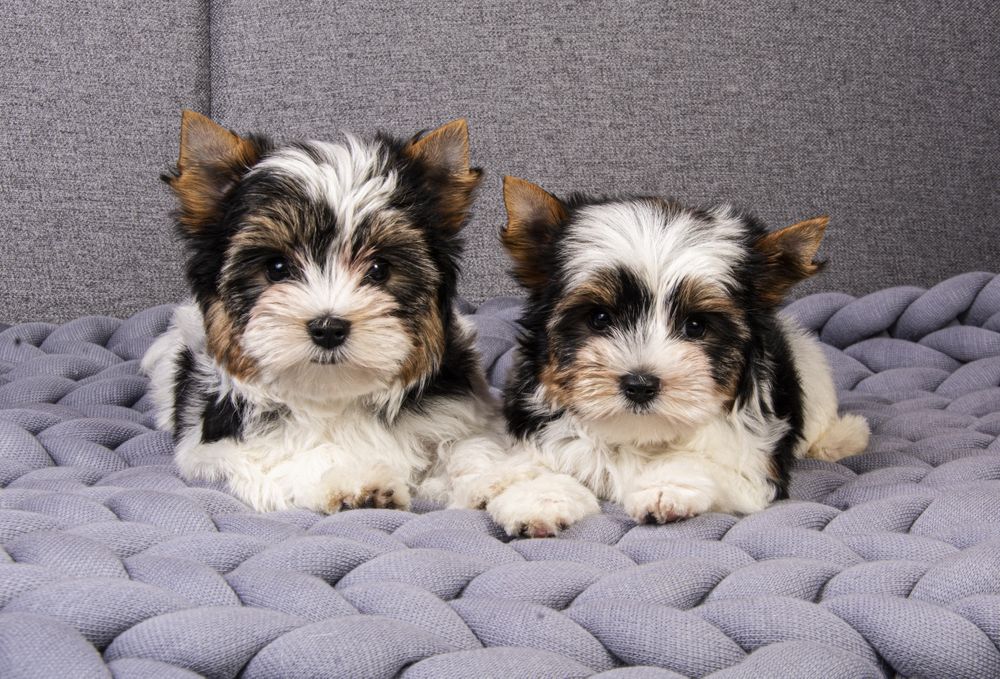 Бівер Йорк тер'єр Дівчинка і хлопчик