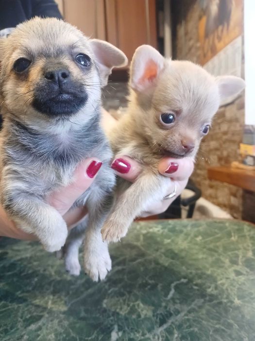 Продаєм цуценят міні чіхуахуа