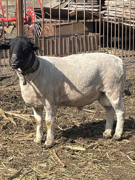 Баранчики дорпер