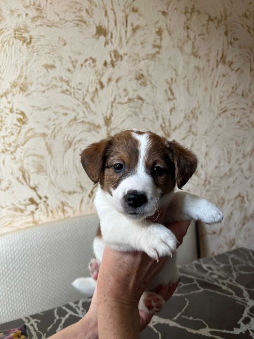 Щеночки породы джек рассел