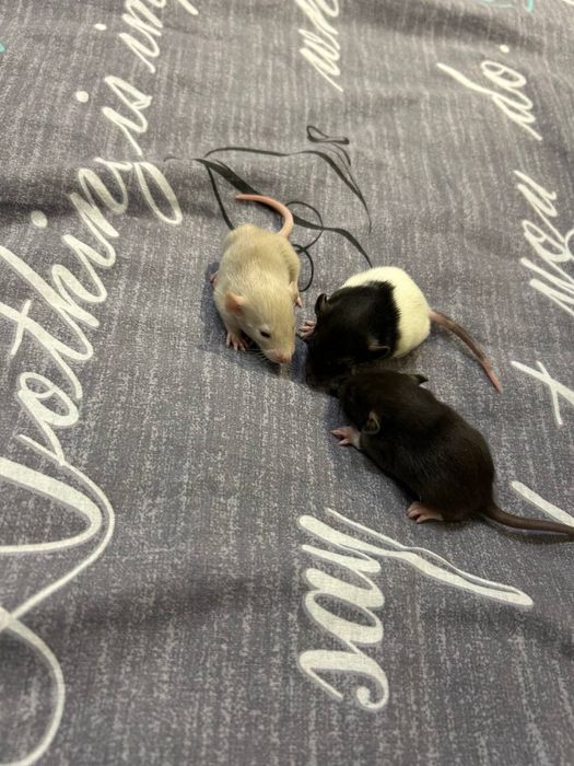 Декоративні криси, крисенята, пацюки БЕЗКОШТОВНО !