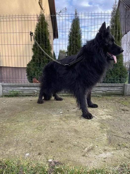 Owczarek Niemiecki Długowłosy