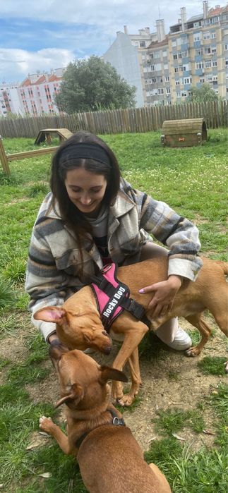 Pet Sitting  - Amadora