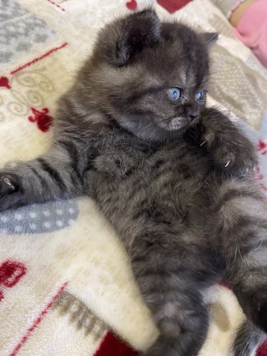 Очень красивый котик