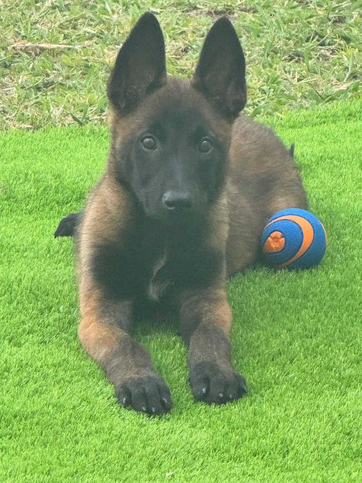 Pastor Belga Malinois LOP e Afixo