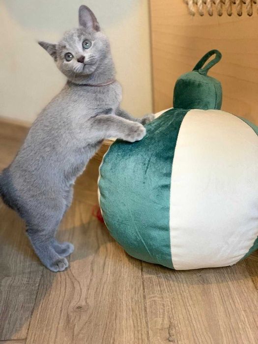 Kotka Rosyjska, Blue Matreshka*PL, WCF, ( mozliwa opcja hodowlana )