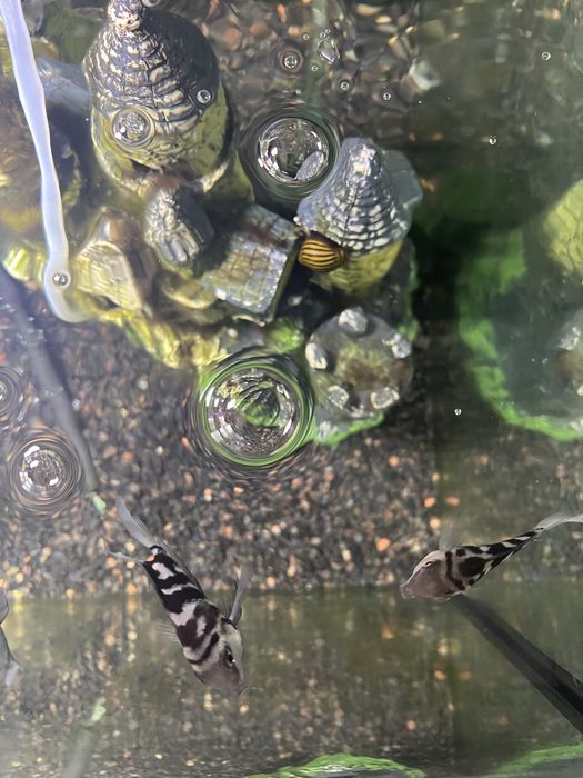 Продам тигровых рыбок