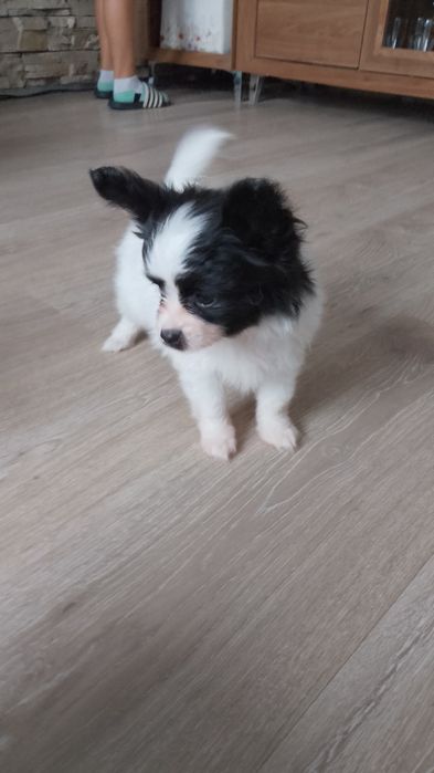 Papillon Spaniel Kontynentalny Miniaturowy